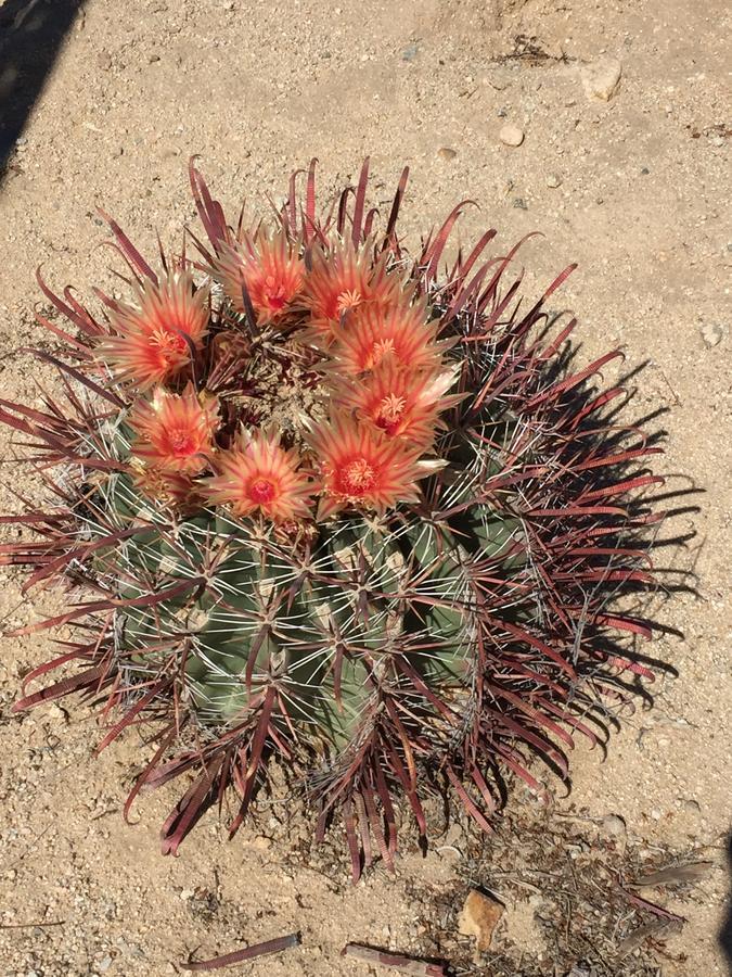 Cactus Adobe Villa Twentynine Palms Buitenkant foto